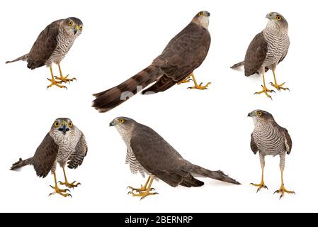 Collage de six femelles de Sparrowwak eurasien, Accipiiter nisus isolé sur un fond blanc. Banque D'Images