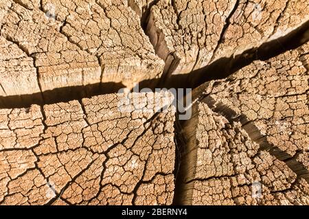 Stock de bois sec. Eucalyptus. Gros plan photo Banque D'Images