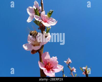 Abeille sur Pink Peach Blossom Branch avec pétales et étamines sur fond bleu ciel Abee sur Peach Blossom stamens, abeilles sur macro de fleur de pêche Banque D'Images