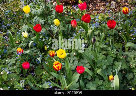 Tulipes croissant dans un jardin commun à Kensington et Chelsea, Londres, Royaume-Uni Banque D'Images