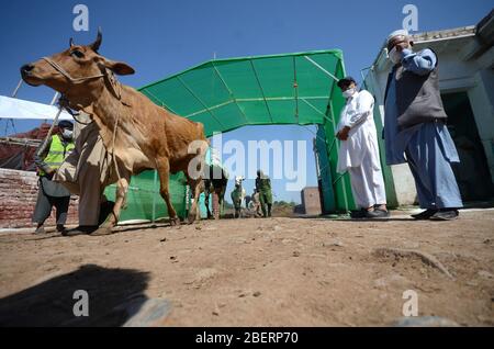 Peshawar, Pakistan. 15 avril 2020. Animal traversant un couloir de pulvérisation dans le marché de bétail Arbab Mandi Nasarpur pour empêcher le coronavirus. En poursuivant les mesures de précaution prises pour prévenir et contrôler la propagation du coronavirus dans la ville. (Photo de Hussain Ali/Pacific Press/Sipa USA) crédit: SIPA USA/Alay Live News Banque D'Images