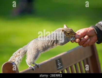 Trossachs, Royaume-Uni. 15 avril 2019. Photo: La main d'un homme qui se nourrit de la main d'un écureuil avec quelques noix. Scènes dans les jardins botaniques de Glasgow pendant le Lockdown de Coronavirus. Crédit : Colin Fisher/Alay Live News Banque D'Images