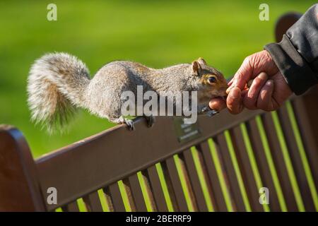 Trossachs, Royaume-Uni. 15 avril 2019. Photo: La main d'un homme qui se nourrit de la main d'un écureuil avec quelques noix. Scènes dans les jardins botaniques de Glasgow pendant le Lockdown de Coronavirus. Crédit : Colin Fisher/Alay Live News Banque D'Images