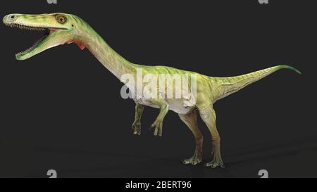 Dinosaure de coelophusis, vue latérale sur fond gris. Banque D'Images