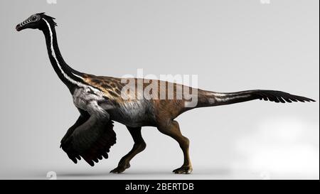 Dinosaure Gallimimus sur fond gris. Banque D'Images