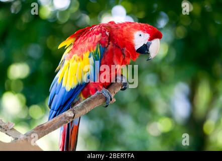 Gros plan sur un Macaw Scarlet au parc animalier Wingham, dans le Kent Banque D'Images