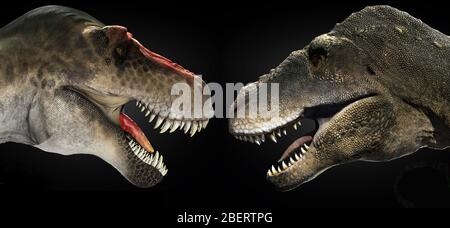 Tyrannosaure rex face à face avec un dinosaure Tarbosaure. Banque D'Images