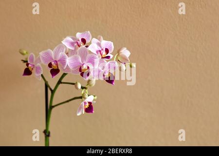 Orchidée violet Phalaenopsis devant le mur beige Banque D'Images