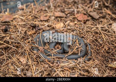 Un serpent noir de rat allongé enroulé alerte et éveillé dans la paillis de pin sur le sol, sur une chaude journée ensoleillée au début du printemps Banque D'Images