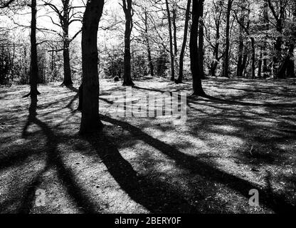 Paysage boisé en noir et blanc Banque D'Images