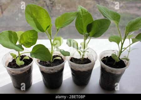 Les semis d'aubergine s'enfilent sur le fond blanc. Légumes en culture à l'intérieur dans le jardin de la fenêtre de la cuisine. Banque D'Images