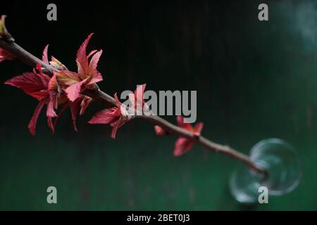 Brindilles Spiraea japonica (également appelée spirea japonaise ou wadowSweet) dans un verre sur un fond de shabby rustique vert. Goldflamme au printemps. Banque D'Images