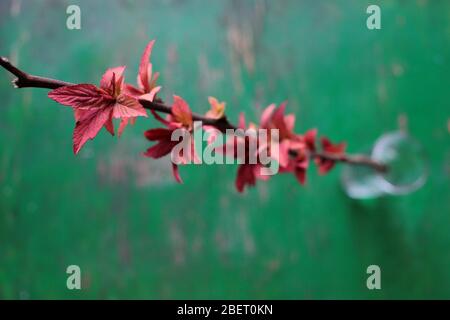 Brindilles Spiraea japonica (également appelée spirea japonaise ou wadowSweet) dans un verre sur un fond de shabby rustique vert. Goldflamme au printemps. Banque D'Images