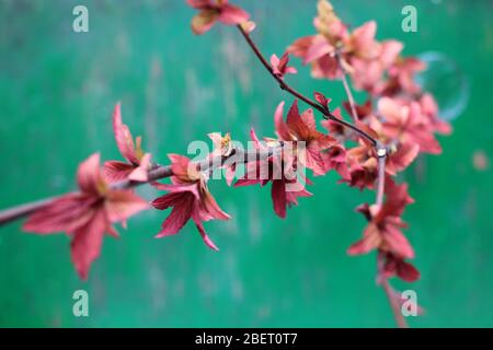 Brindilles Spiraea japonica (également appelée spirea japonaise ou wadowSweet) dans un verre sur un fond de shabby rustique vert. Goldflamme au printemps. Banque D'Images