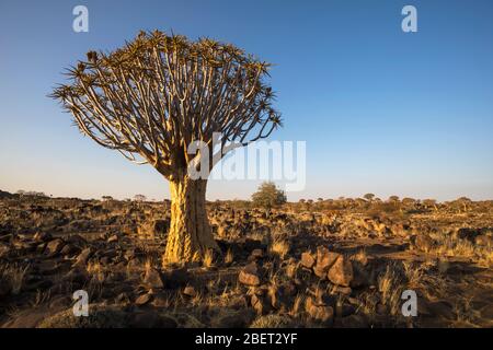 Arbre de plongée en fin d'après-midi Banque D'Images