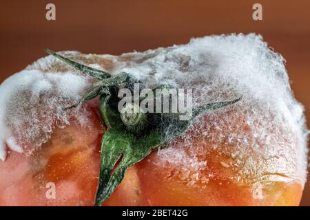 La tomate pourrie avec moisissure et champignons et mousse se ferme sur un fond sombre. Banque D'Images