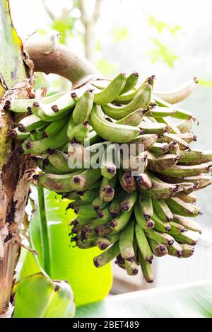 Fruits de banane verts sur la branche d'arbre sur l'extérieur Banque D'Images