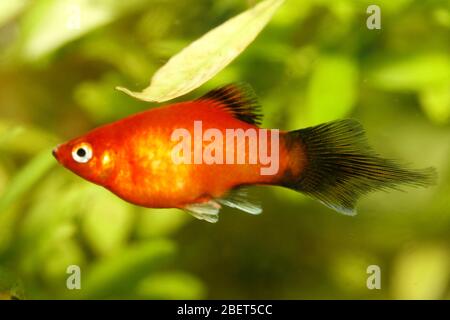 Platy (Xiphophophorus maculatus), un aquarium d'eau douce populaire Platy oder auch Spiegelkärpfling (Xiphophorus maculatus), éine beliebter Süßwasser- Banque D'Images