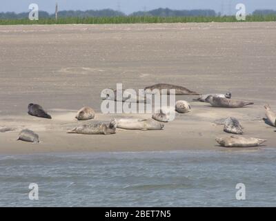 un groupe de phoques sur une rive de sable dans la mer westerschelde à zeeland, hollande avec marée basse en été Banque D'Images