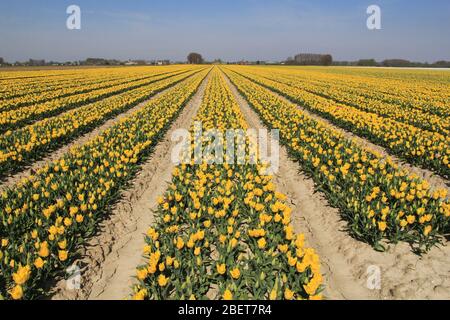 un beau grand champ avec des rangées symétriques de tulipes jaunes et un ciel bleu à zélande, aux pays-bas à une journée ensoleillée au printemps Banque D'Images