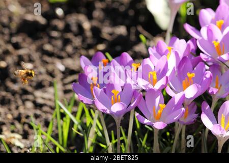 une abeille vole à un groupe de fleurs violettes fleuries de crcus dans le jardin en hiver à une journée ensoleillée Banque D'Images