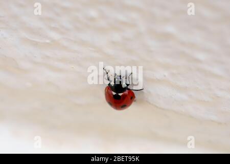 Coccinelle rouge grimpant sur un mur blanc rugueux Banque D'Images