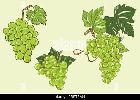 Illustration vectorielle de petits pains verts de raisins avec feuilles sur fond vert clair Illustration de Vecteur