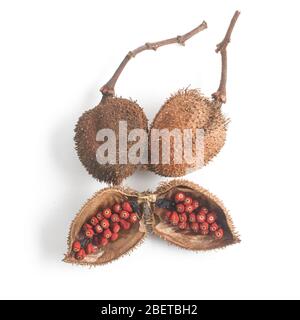 Graines d'Annatto uruguayen brésilien isolées sur fond blanc Banque D'Images