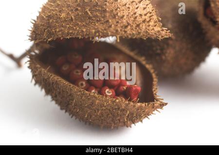 Graines d'Annatto uruguayen brésilien isolées sur fond blanc Banque D'Images