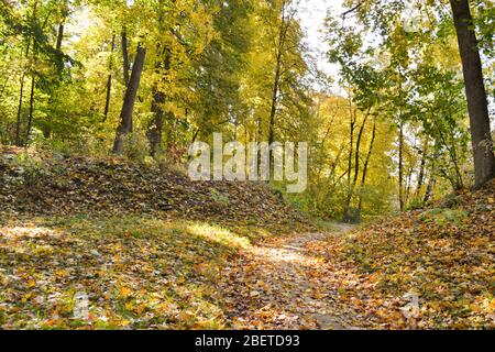 La route dans la forêt parsemée de feuilles déchue jaunlées, un paysage d'automne Banque D'Images