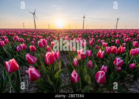 Tulipes roses rouges au coucher du soleil, filoches tulipes aux Pays-Bas Noordostpolder, belles couleurs de coucher du soleil avec fleurs printanières Banque D'Images