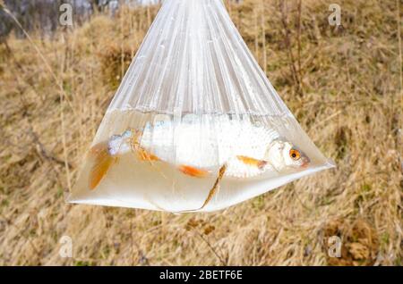 le poisson de rivière est pêché par un pêcheur dans un sac d'eau Banque D'Images