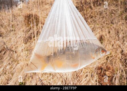 le poisson de rivière est pêché par un pêcheur dans un sac d'eau Banque D'Images