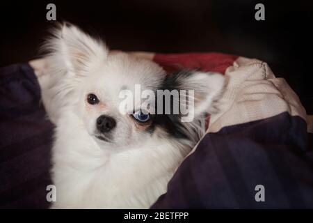 Beau cheveux longs Chihuahua avec un oeil bleu et un oeil brun, se réchauffer dans un confortable dans une couverture. Banque D'Images