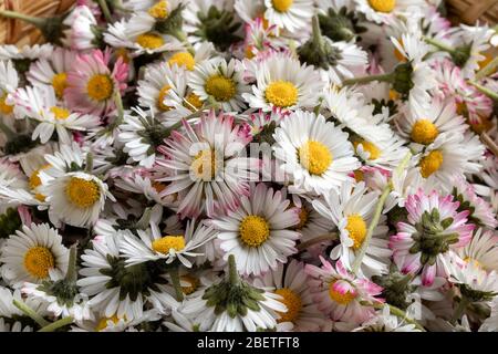 Gros plan des fleurs communes de Marguerite recueillies au printemps Banque D'Images