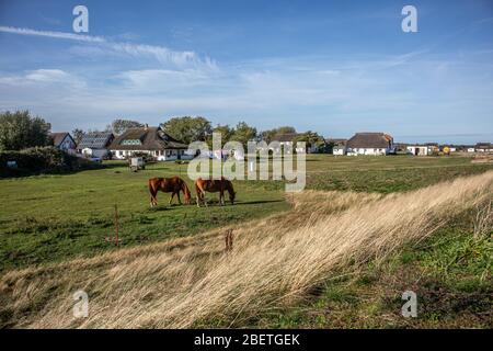 Hiddensee, Allemagne, 10-14-2019, île de Hiddensee dans la lagune de la Poméranie occidentale/ chevaux et hases à Neuendorf Banque D'Images