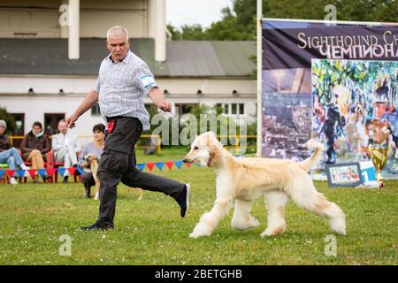 Saint-Pétersbourg, Russie - 07.12.2019: Chien afghan en plein air sur le spectacle de chien en été, championnat d'observation Banque D'Images