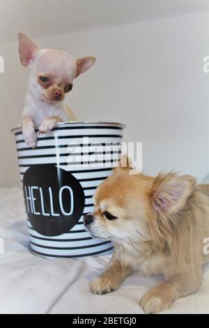 Les chiens Chihuahua à poil court et long profitent les uns des autres de la compagnie Banque D'Images