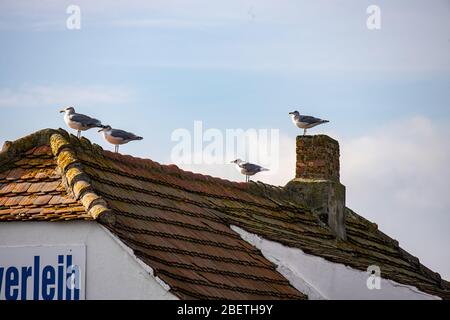 Hiddensee, Allemagne, 10-18-2019, île de Hiddensee dans la lagune de la Poméranie occidentale/ colombes sur une maison à Neuendorf Banque D'Images