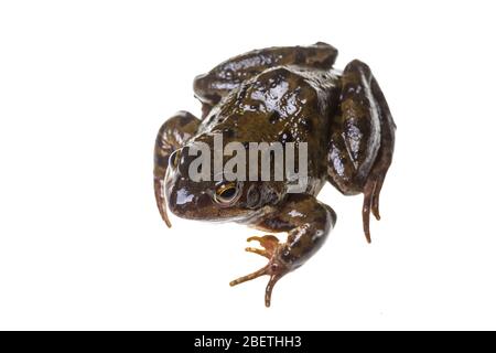 Common Frog, Rana temporaria< photographié sur fond blanc dans un studio extérieur portable Banque D'Images