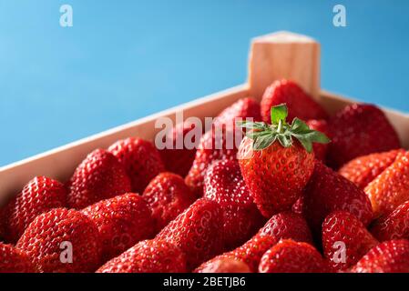 Fraises fraîchement récoltées dans une caisse en bois sur fond bleu. Gros plan de fraise mûre avec feuilles vertes. Délicieux fruits sucrés d'été. Banque D'Images