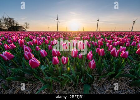 Tulipes roses rouges au coucher du soleil, filoches tulipes aux Pays-Bas Noordostpolder, belles couleurs de coucher du soleil avec fleurs printanières
