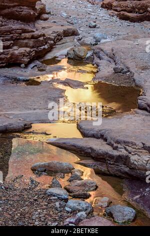 Rochers tachés dans l'eau et bassins réfléchissants dans Blacktail Canyon, Grand Canyon National Park, Arizona, États-Unis Banque D'Images