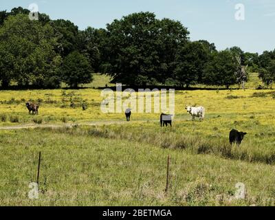 Vaches noires et brunes paissent dans un alpage de l'Alabama, aux États-Unis. Banque D'Images