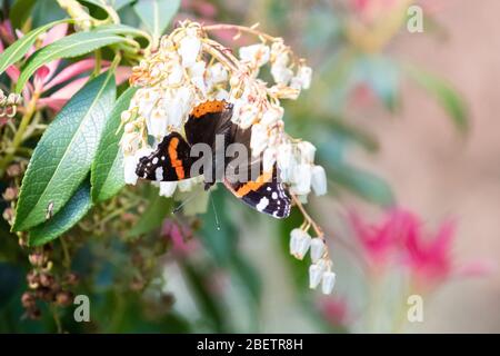 Papillon amiral rouge - Vanessa atalanta - sur les fleurs de Pieris au printemps - Ecosse, Royaume-Uni Banque D'Images