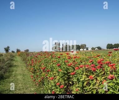 Ferme Amish avec des rangées de zinnias, fin d'été Comté de Lancaster, Pennsylvanie Banque D'Images