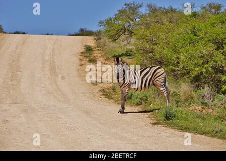 Zebra debout sur la route au parc national d'Addo Elephant en Afrique du Sud. Zebra photographié du côté avec son visage vers l'obse Banque D'Images