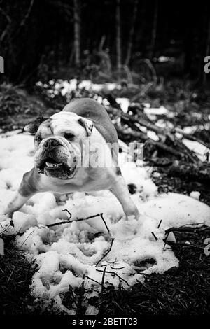 Bulldog anglais jouant dans la neige, les animaux et la nature Banque D'Images