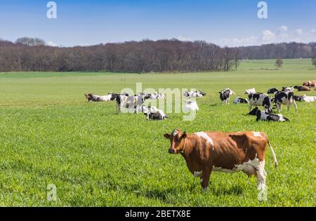 Vache Holstein brune debout dans les collines de Gaasterland, Pays-Bas Banque D'Images