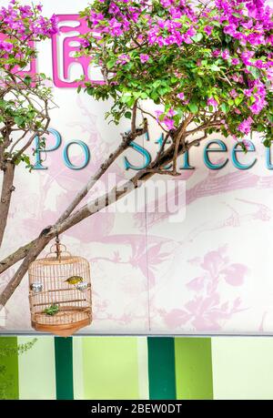 Hong Kong, Hong Kong SAR - 10 juillet 2017 : un paruline à brunissage jaune dans une cage au Yuen po Street Bird Garden de Kowloon, Hong Kong. Le parc public i Banque D'Images